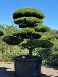 2528 - Borovice pokroucená - Pinus contorta