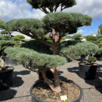 2531 - Borovice lesní - Pinus sylvestris 'Watereri'