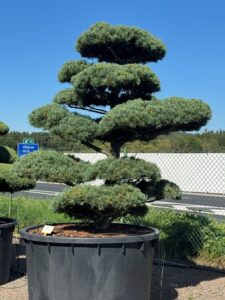 2538 - Borovice drobnokvětá - Pinus parviflora 'Negishi'