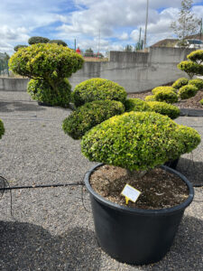 2549 - Cesmína vroubkovaná - Ilex crenata 'Golden Gem'