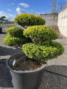 2550 - Cesmína vroubkovaná - Ilex crenata 'Golden Gem'