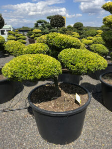 2555 - Cesmína vroubkovaná - Ilex crenata 'Golden Gem'