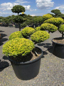 2558 - Cesmína vroubkovaná - Ilex crenata 'Golden Gem'
