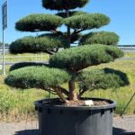 2603 - Borovice lesní - Pinus sylvestris 'Watereri'