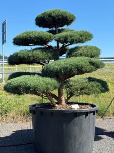 2603 - Borovice lesní - Pinus sylvestris 'Watereri'