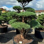 2610 - Borovice lesní - Pinus sylvestris 'Watereri'