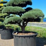 2634 - Borovice lesní - Pinus sylvestris 'Watereri'