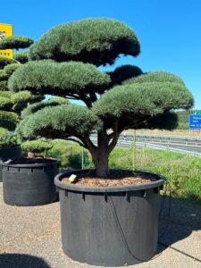 2634 - Borovice lesní - Pinus sylvestris 'Watereri'