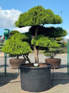 2635 - Cypřišek hrachonosný - Chamaecyparis pisifera 'Filifera Nana'