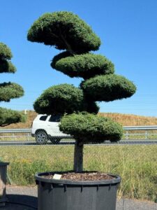 2639 - Jalovec čínský - Juniperus chinensis 'Blue Alps'
