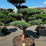 2640 - Borovice lesní - Pinus sylvestris 'Watereri'