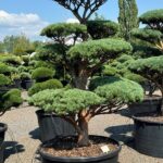2641 - Borovice lesní - Pinus sylvestris 'Watereri'