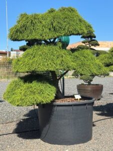 2666 - Cypřišek hrachonosný - Chamaecyparis pisifera 'Filifera Nana'