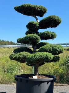 2670 - Jalovec čínský - Juniperus chinensis 'Blue Alps'