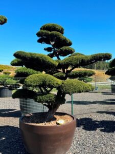 2718 - Tis japonský - Taxus cuspidata 'Nana'