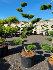 2721 - Modřín japonský - Larix kaempferi