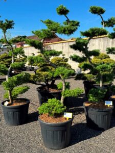 2722 - Modřín japonský - Larix kaempferi