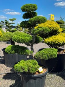 2725 - Jalovec čínský - Juniperus chinensis 'Kaizuka'