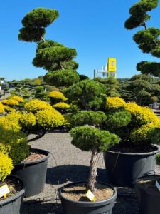 2726 - Jalovec čínský - Juniperus chinensis 'Kaizuka'