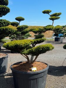 2728 - Tis japonský - Taxus cuspidata 'Farmen'