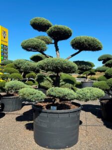 2731 - Jalovec prostřední - Juniperus media 'Hetzii'