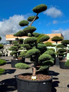 2732 - Jalovec prostřední - Juniperus media 'Hetzii'