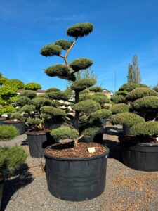 2732 - Jalovec prostřední - Juniperus media 'Hetzii'