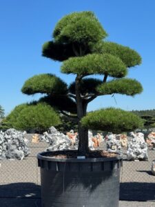 2733 - Borovice černá pravá - Pinus nigra nigra