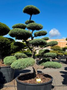 2734 - Jalovec prostřední - Juniperus media 'Hetzii'