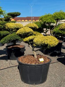 2735 - Cesmína vroubkovaná - Ilex crenata 'Golden Gem'