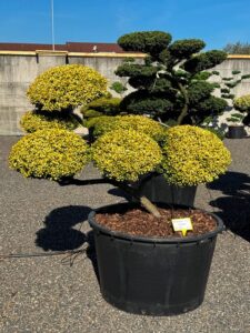 2736 - Cesmína vroubkovaná - Ilex crenata 'Golden Gem'