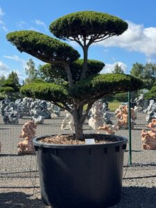 2739 - Tis prostřední - Taxus media 'Hicksii'