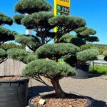 2740 - Borovice lesní - Pinus sylvestris 'Watereri'