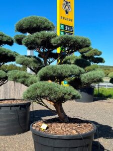 2740 - Borovice lesní - Pinus sylvestris 'Watereri'