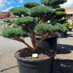 2741 - Borovice lesní - Pinus sylvestris 'Watereri'