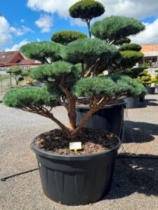 2741 - Borovice lesní - Pinus sylvestris 'Watereri'
