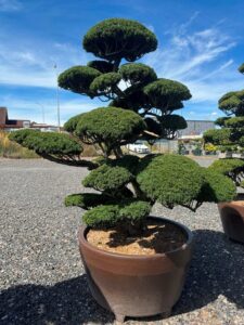2742 - Tis japonský - Taxus cuspidata 'Nana'