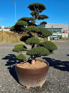 2743 - Tis japonský - Taxus cuspidata 'Nana'