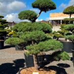 2744 - Borovice lesní - Pinus sylvestris