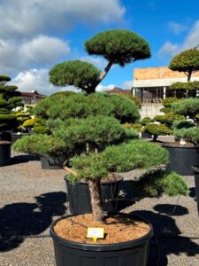 2744 - Borovice lesní - Pinus sylvestris
