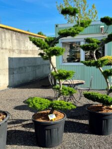 2745 - Modřín japonský - Larix kaempferi