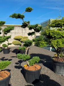 2746 - Modřín japonský - Larix kaempferi