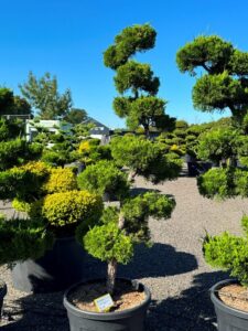 2749 - Jalovec čínský - Juniperus chinensis 'Kaizuka'