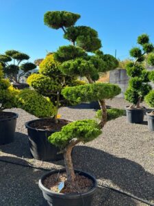 2750 - Jalovec čínský - Juniperus chinensis 'Kaizuka'