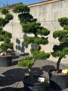 2750 - Jalovec čínský - Juniperus chinensis 'Kaizuka'