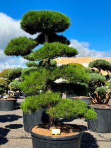 2751 - Borovice černá pravá - Pinus nigra nigra