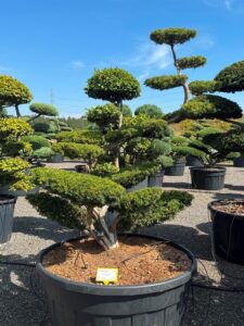 2752 - Tis japonský - Taxus cuspidata 'Farmen'