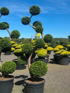 2753 - Zerav západní - Thuja occidentalis 'Brabant'