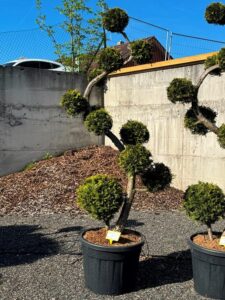 2753 - Zerav západní - Thuja occidentalis 'Brabant'