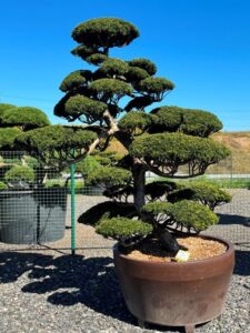 2754 - Tis japonský - Taxus cuspidata 'Nana'